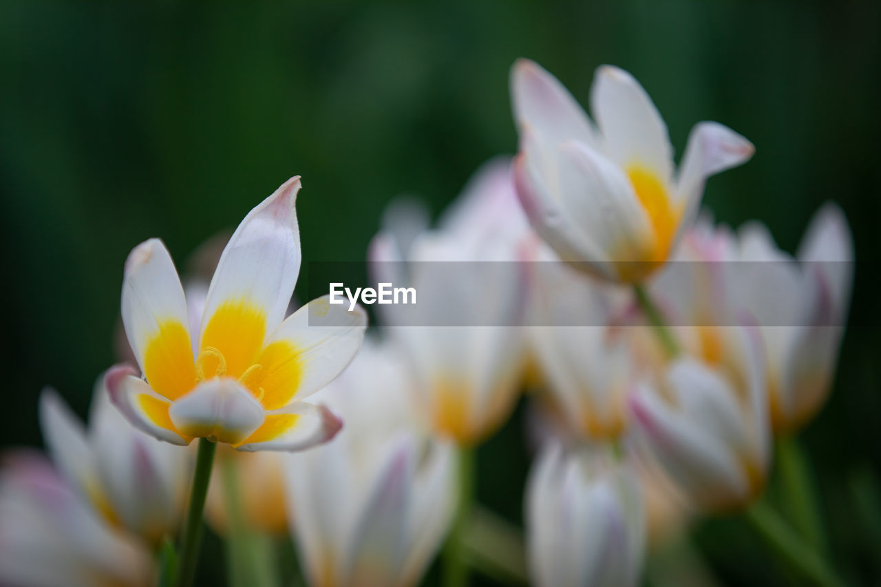 CLOSE-UP OF WHITE CROCUS