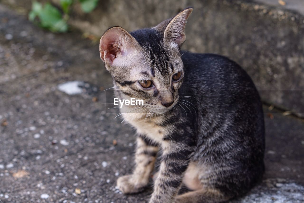 PORTRAIT OF CAT ON STREET