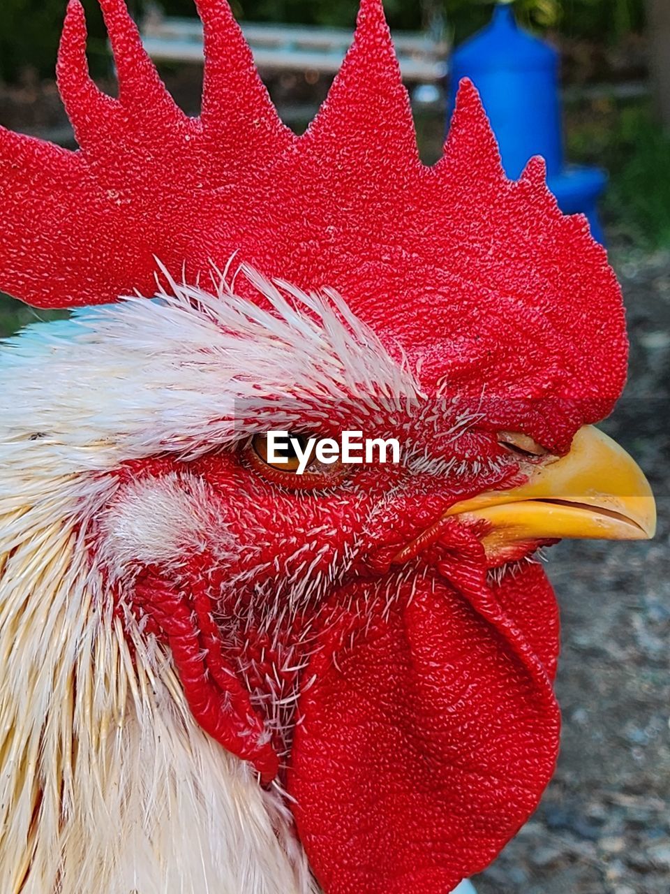 red, animal, animal themes, flower, bird, close-up, chicken, one animal, no people, nature, focus on foreground, petal, animal body part, day, outdoors, rooster, beak, domestic animals, pet