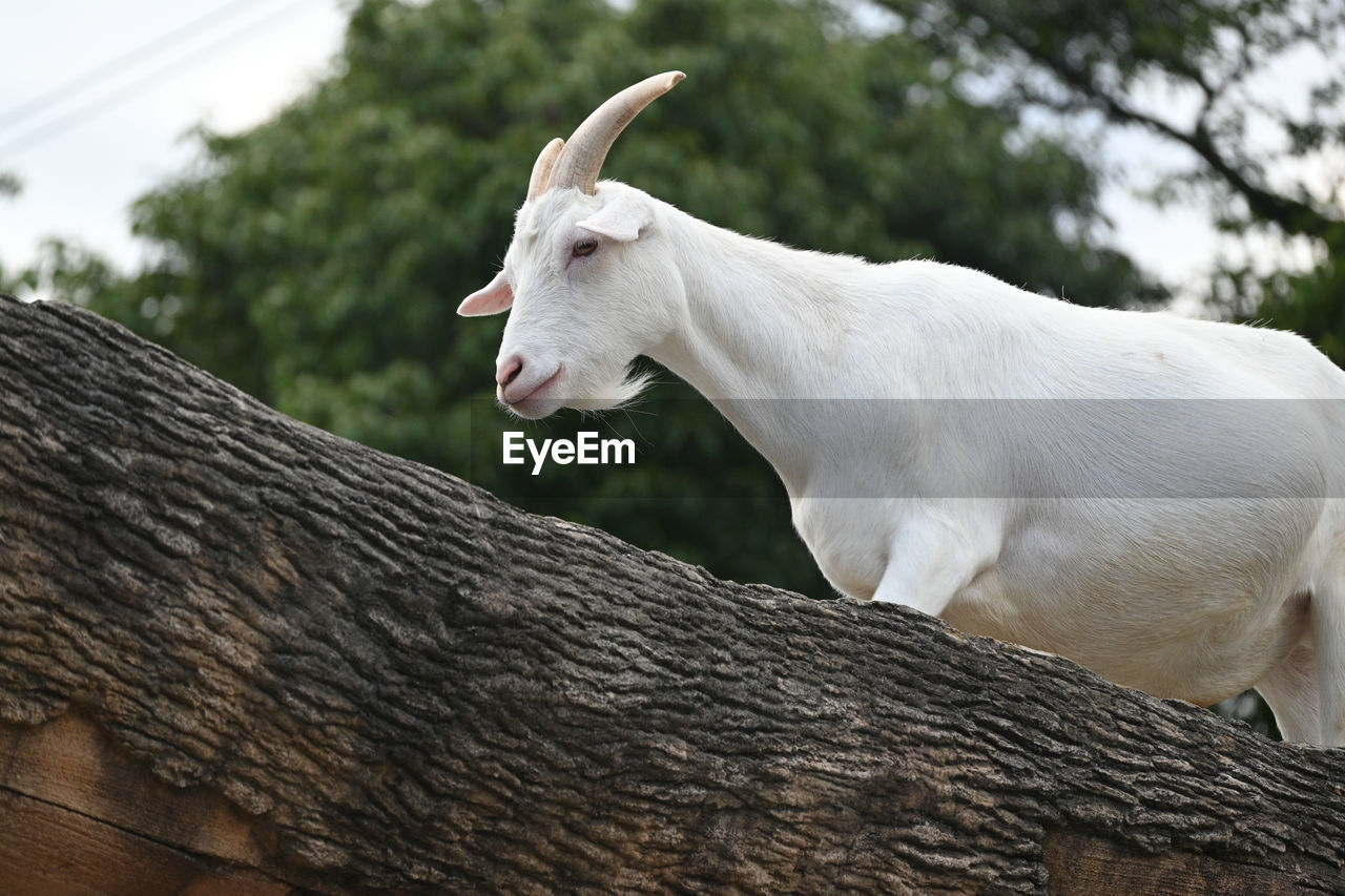 Close-up of goat on tree trunk