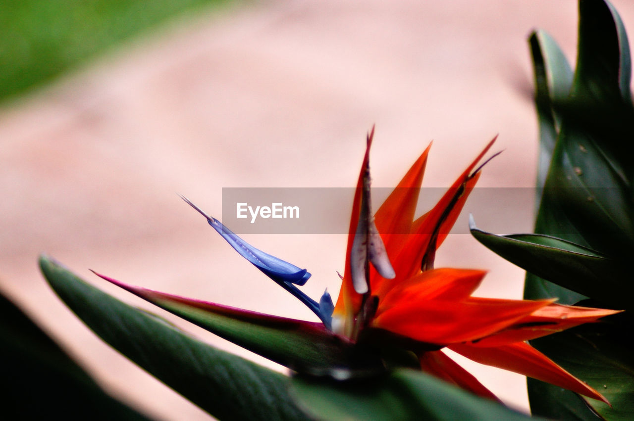 Bird of paradise against blurred background