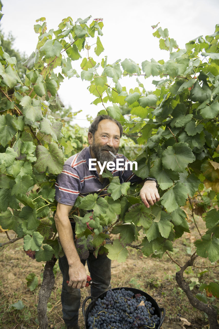 Man harvesting blue grapes in vineyard