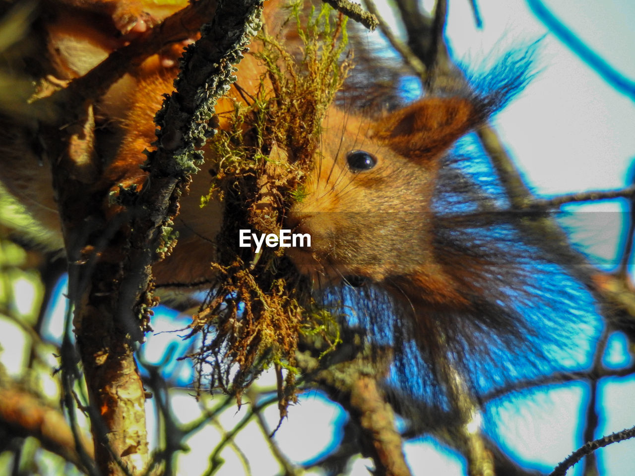 LOW ANGLE VIEW OF SQUIRREL