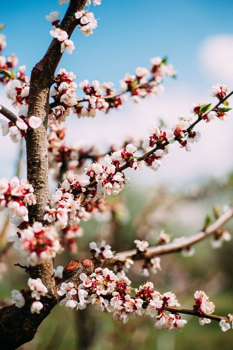 LOW ANGLE VIEW OF CHERRY BLOSSOMS