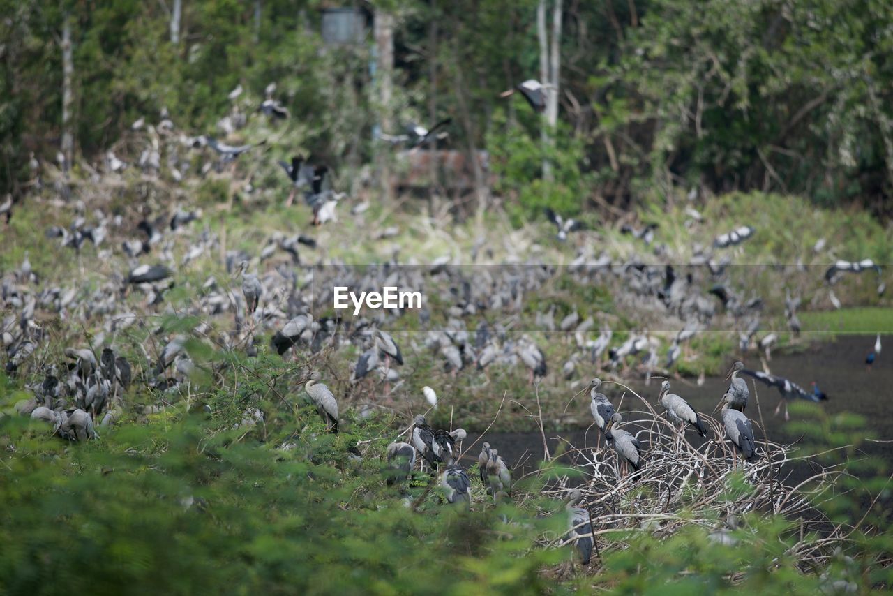 CLOSE-UP OF BIRDS IN FIELD