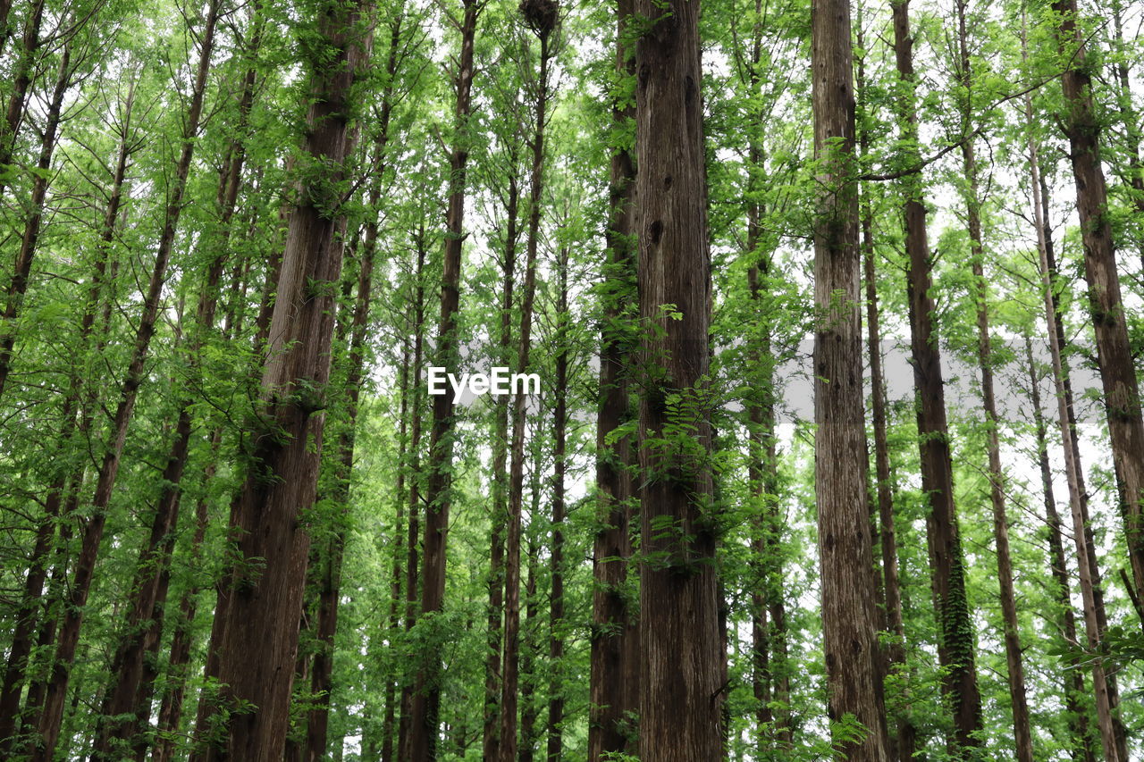 LOW ANGLE VIEW OF BAMBOO PLANTS IN FOREST