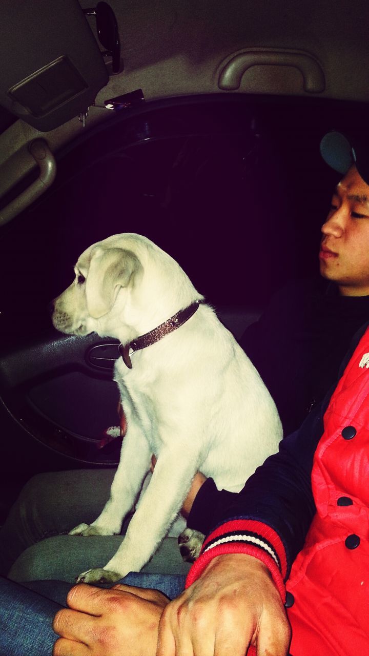 Labrador retriever sitting on man lap with friend sitting in car