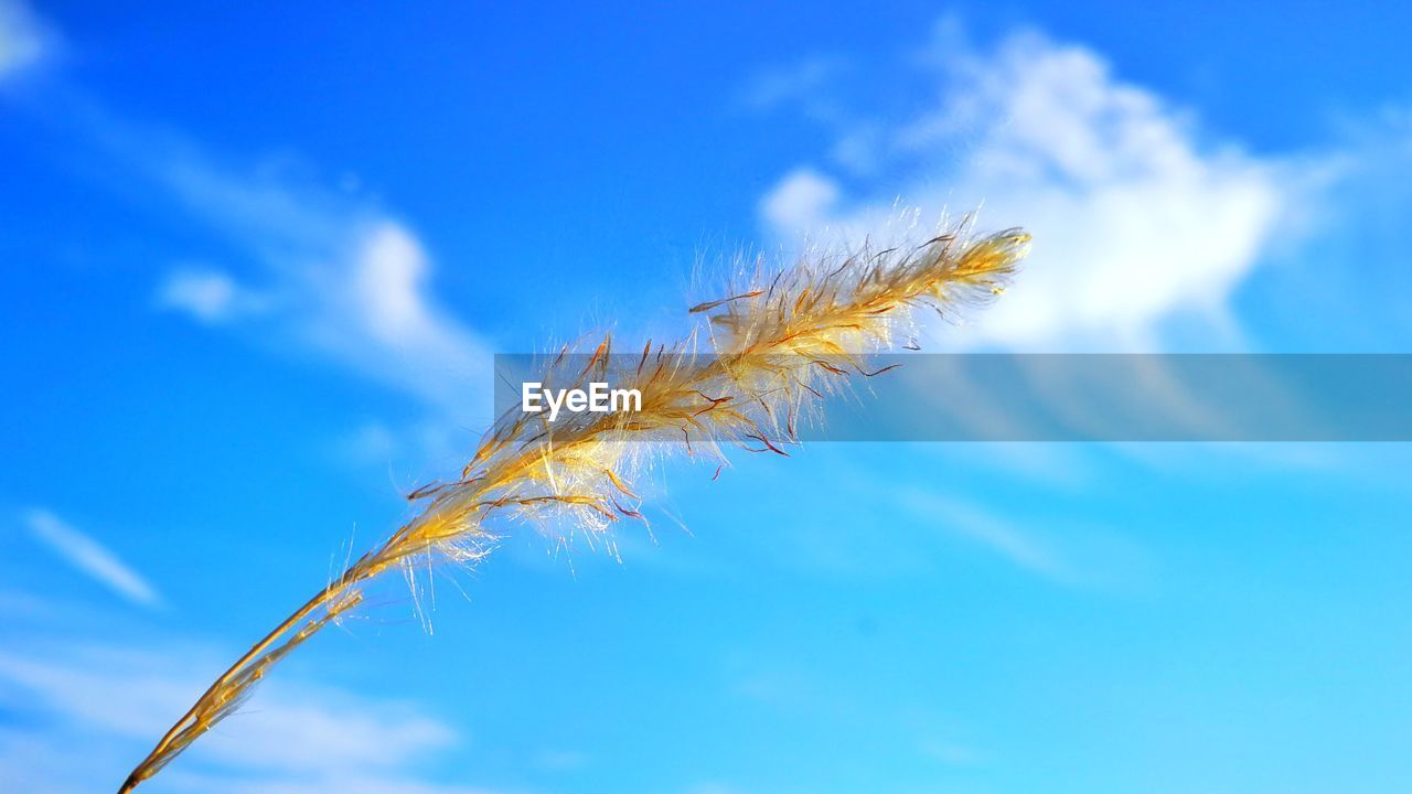 CLOSE-UP OF BLUE PLANT AGAINST SKY