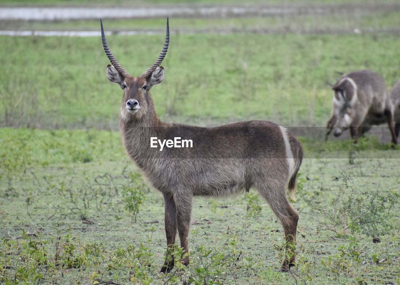 DEER STANDING ON GRASS