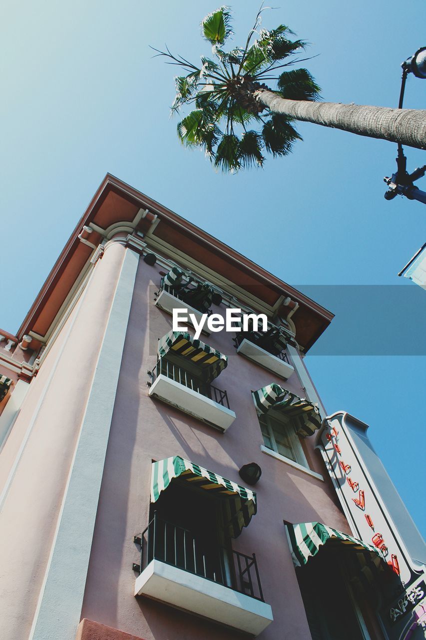 LOW ANGLE VIEW OF PALM TREE AGAINST CLEAR SKY