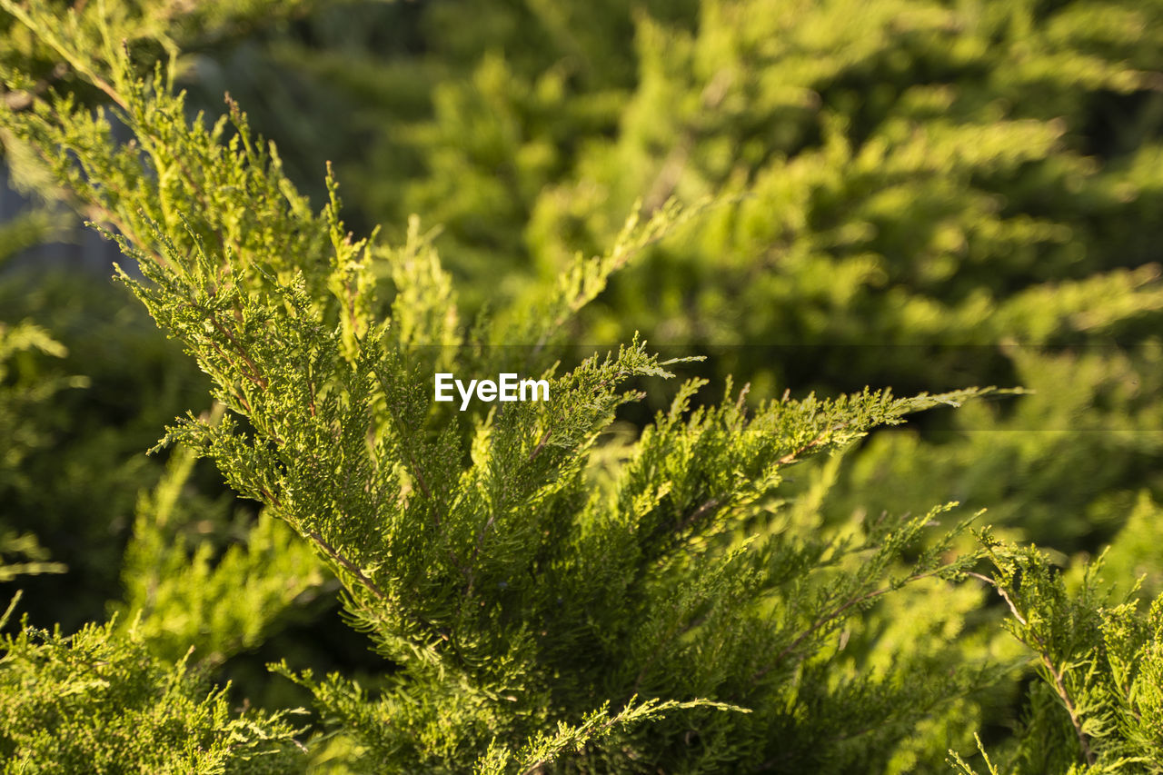 CLOSE-UP OF PLANT GROWING ON LAND