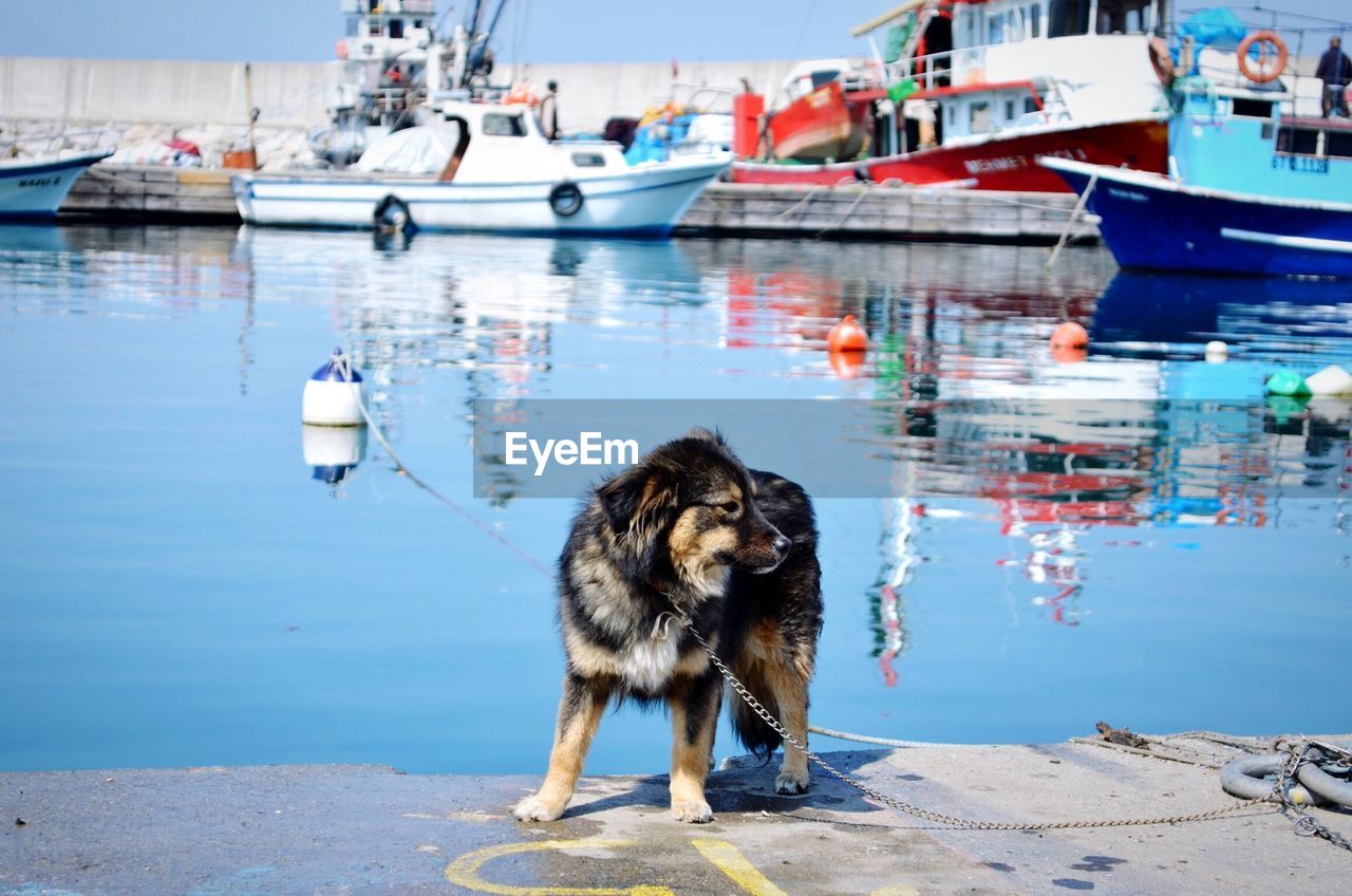 Dog standing on pier at harbor