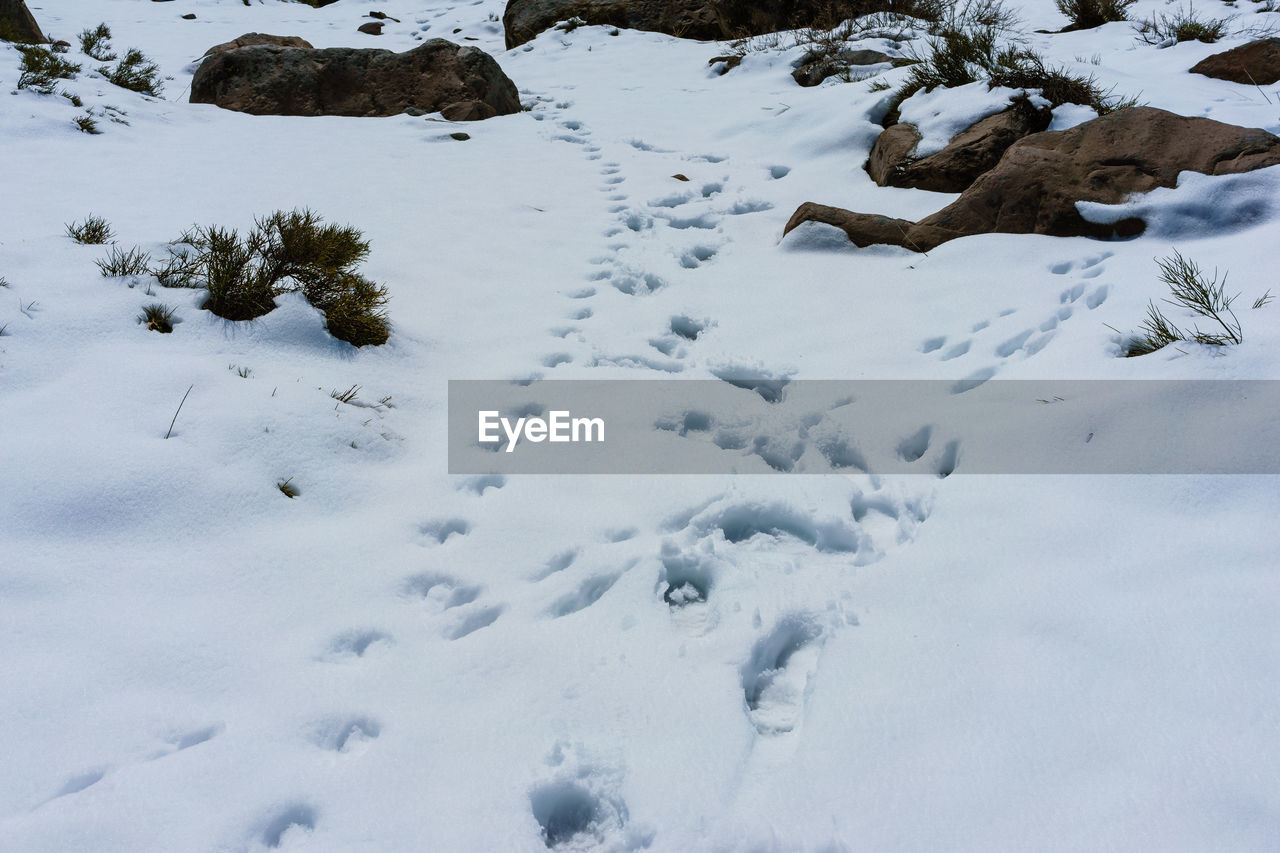 HIGH ANGLE VIEW OF SNOW COVERED TREES ON LAND