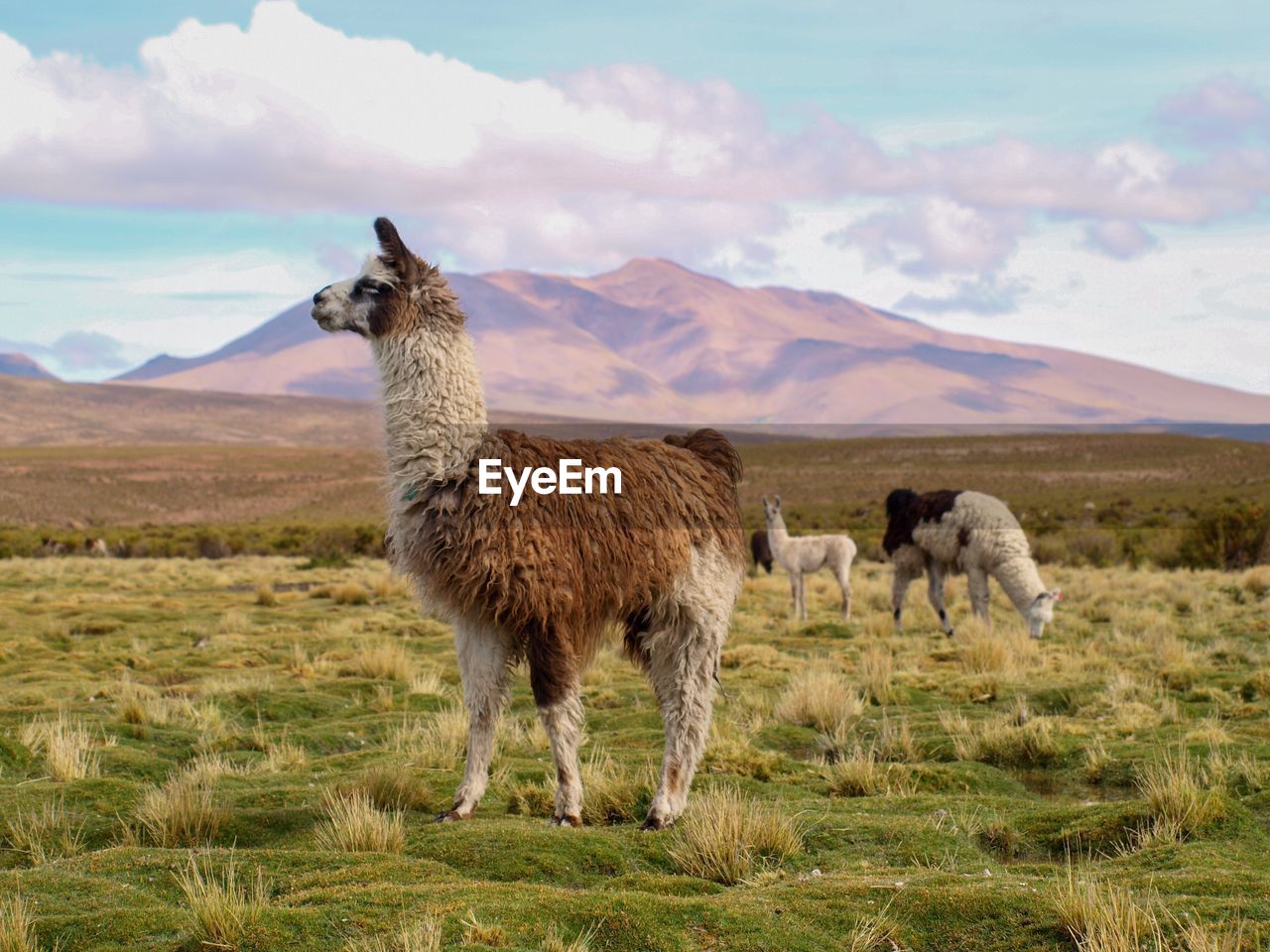 Sheep on field against sky