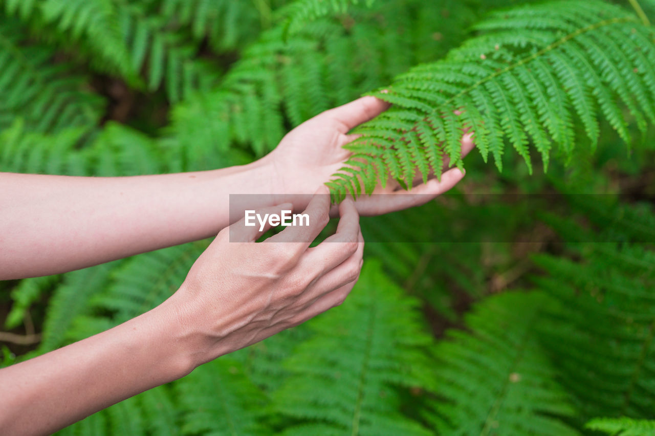 Close-up of hand touching leaves