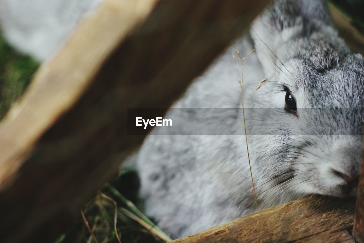 High angle view of rabbit in pen