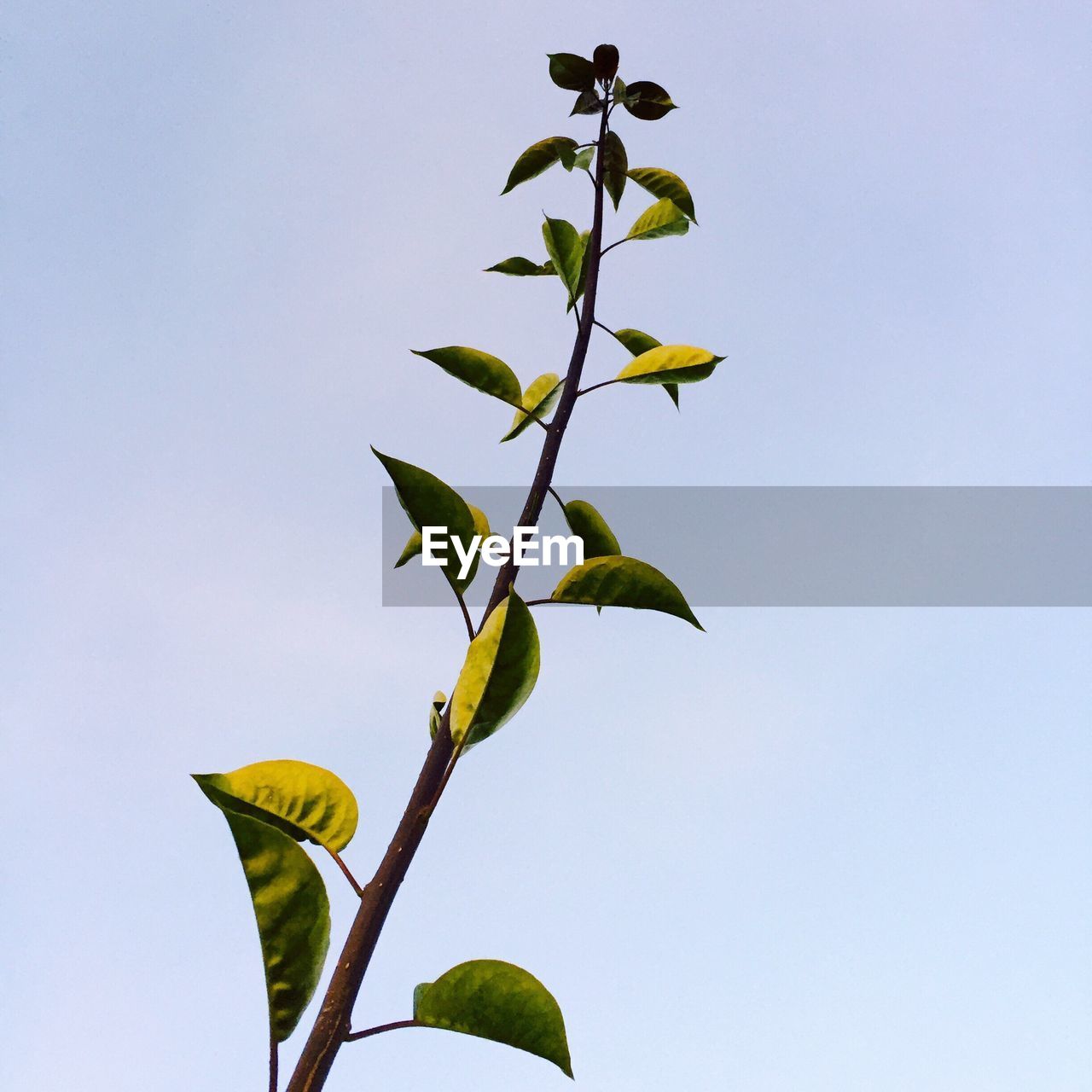 Low angle view of plant against clear sky