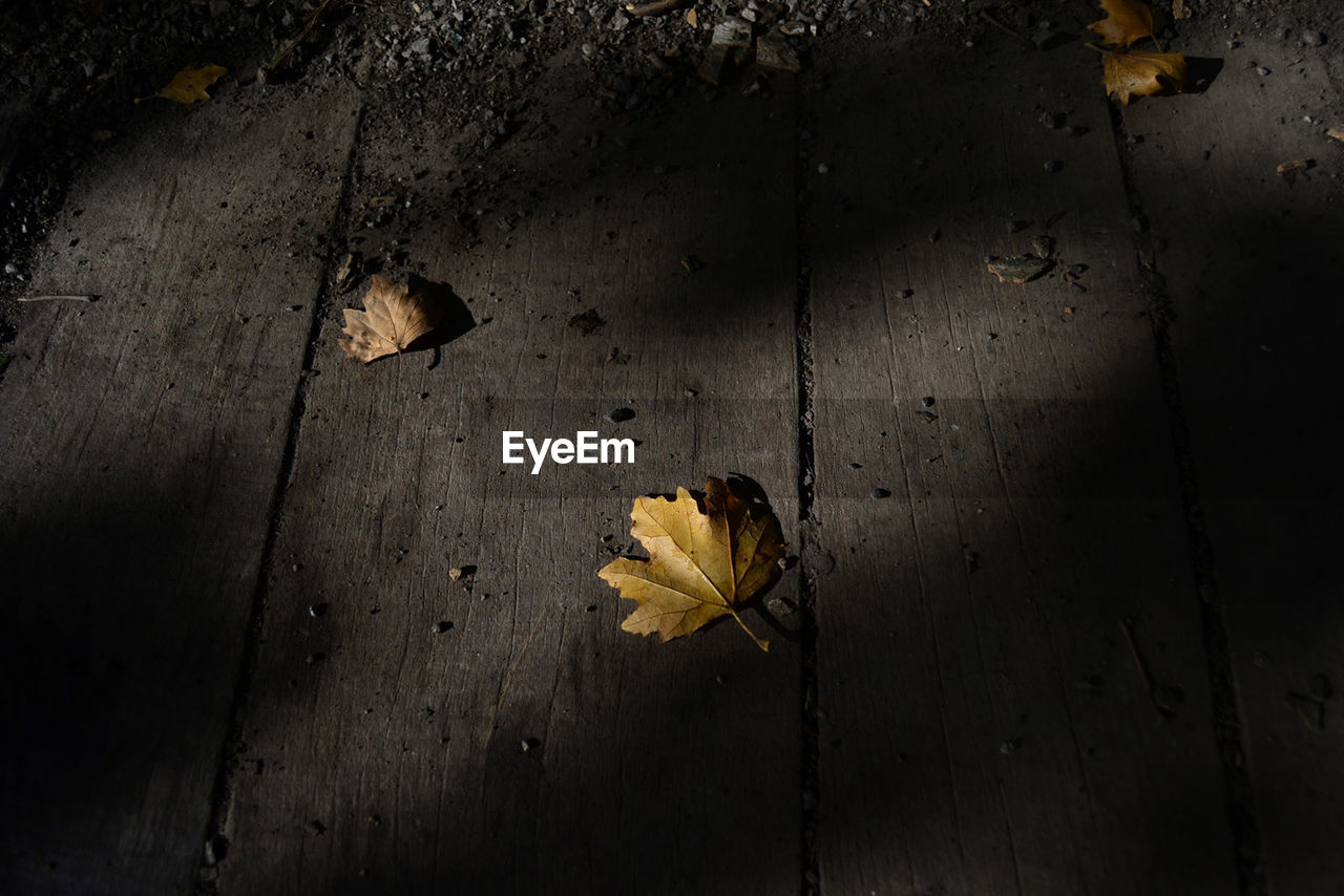 Close-up of dry autumn leaf