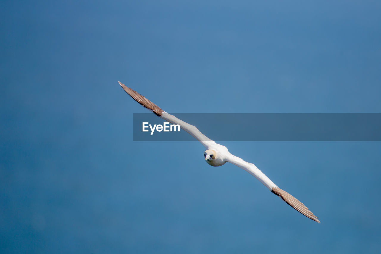 LOW ANGLE VIEW OF SEAGULL FLYING AGAINST BLUE SKY