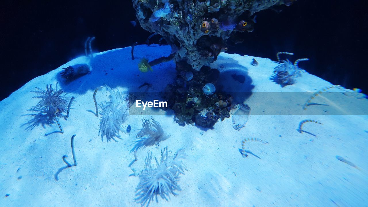 HIGH ANGLE VIEW OF JELLYFISH IN WATER