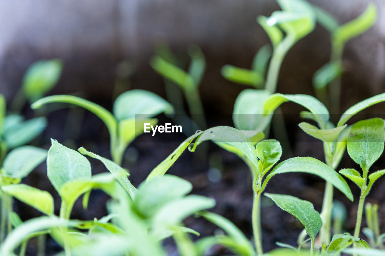 CLOSE-UP OF GREEN PLANTS