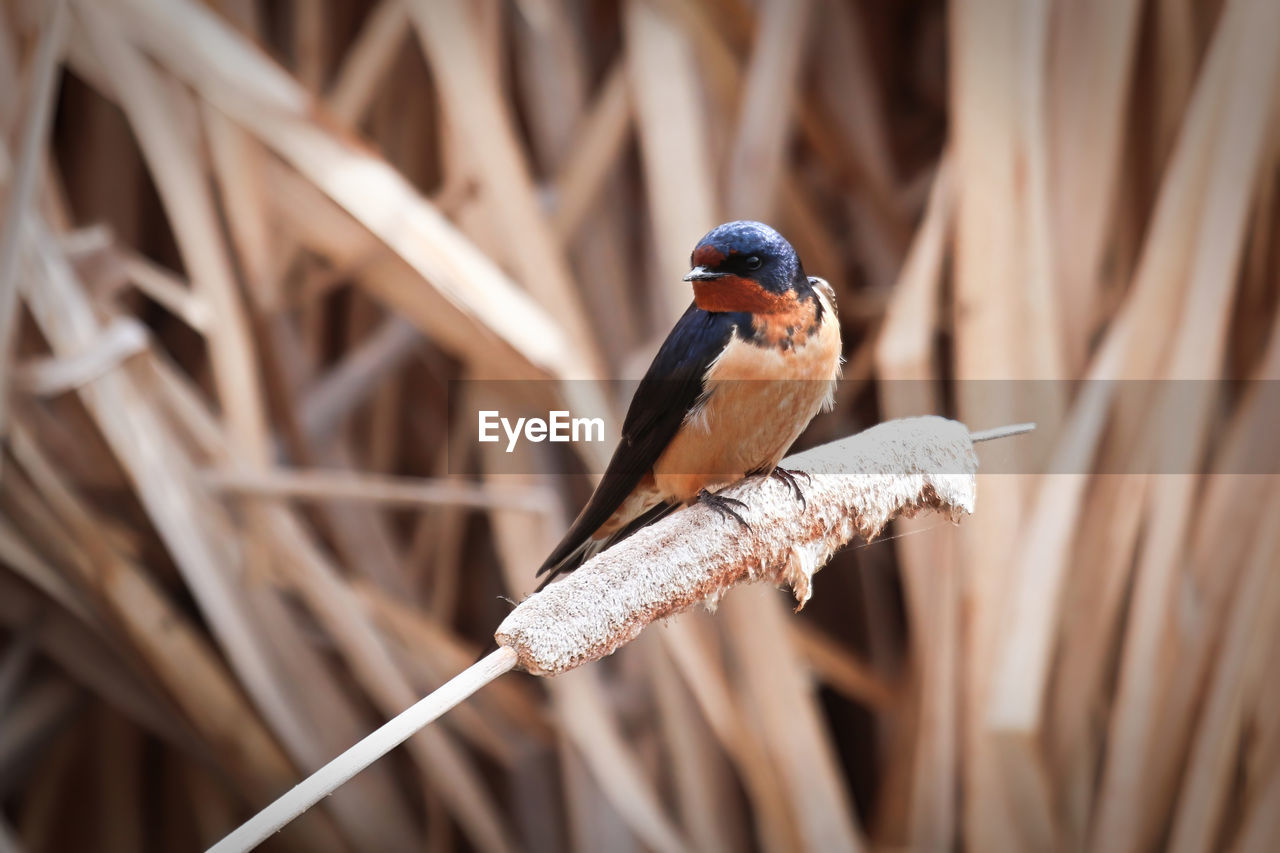 Closeup of a barn swallow sitting on cattail reeds