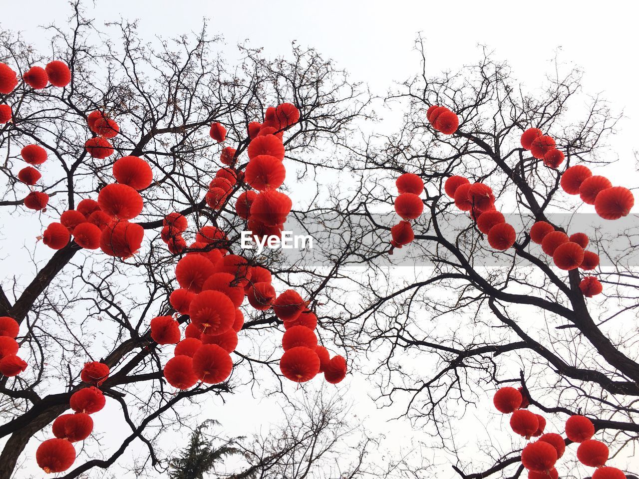 LOW ANGLE VIEW OF RED BERRIES AGAINST CLEAR SKY
