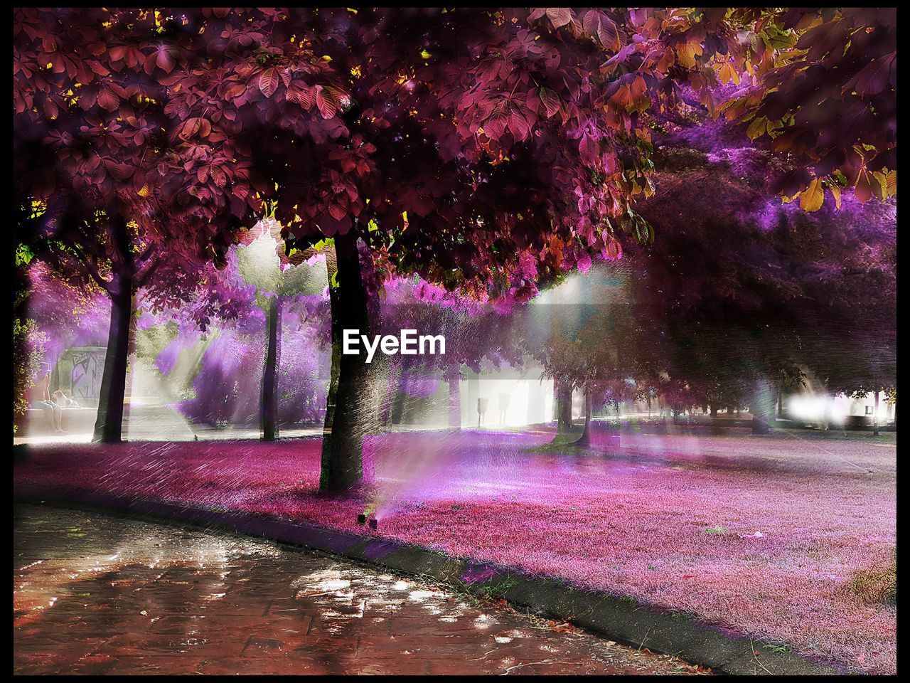 PINK FLOWERING TREES IN PARK