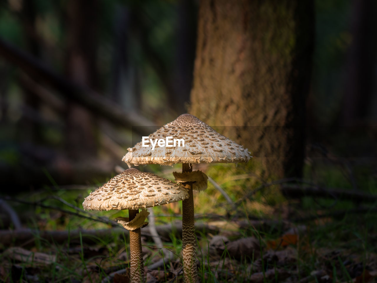 Close-up of mushroom