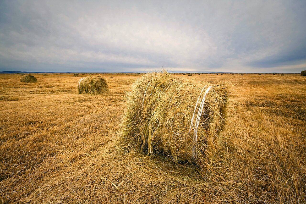 Hay bales on landscape against the sky