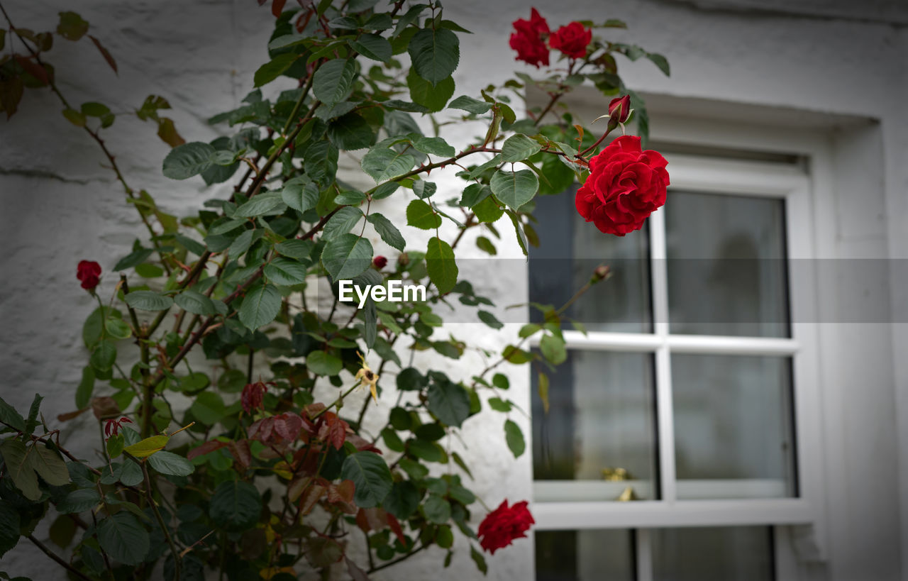 Close-up of rose plant