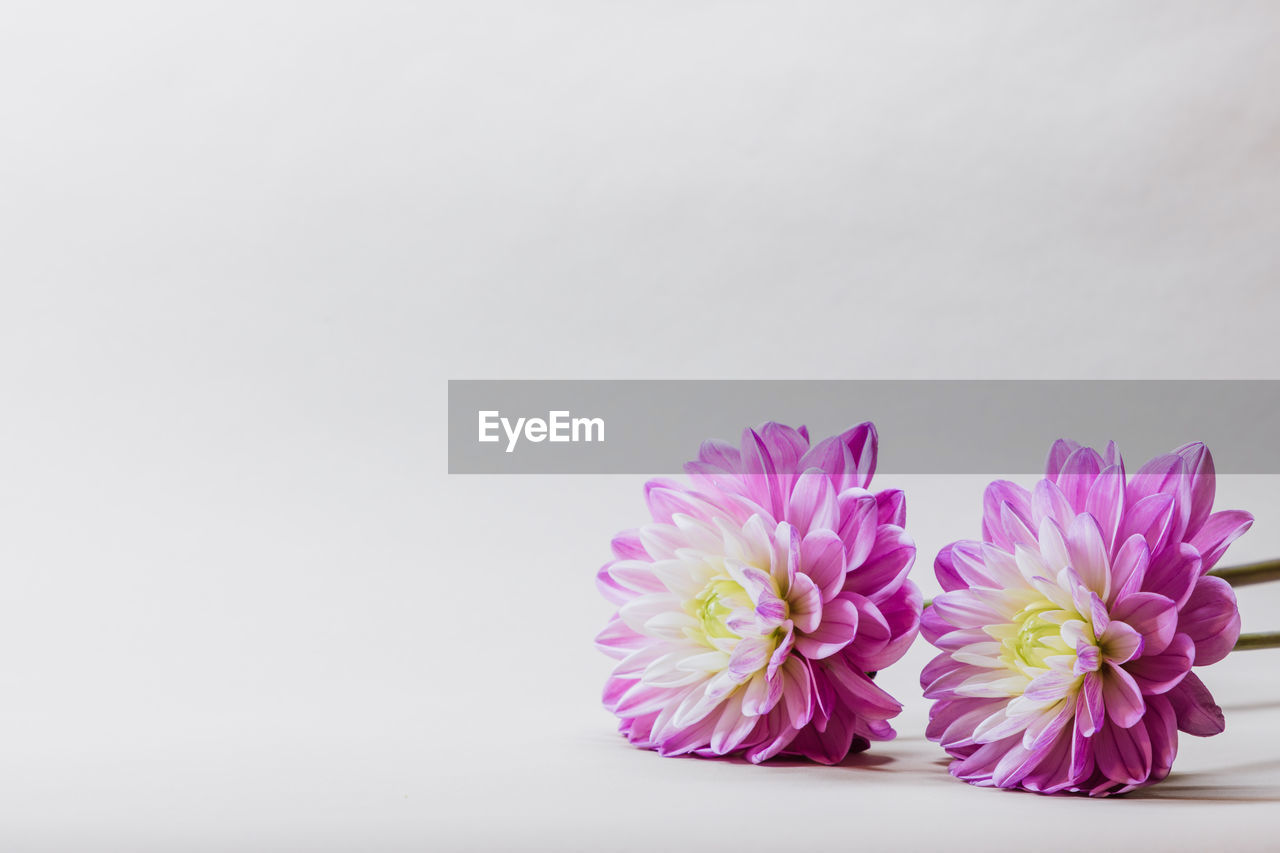 Beautiful pink and violet dahlia on a white background