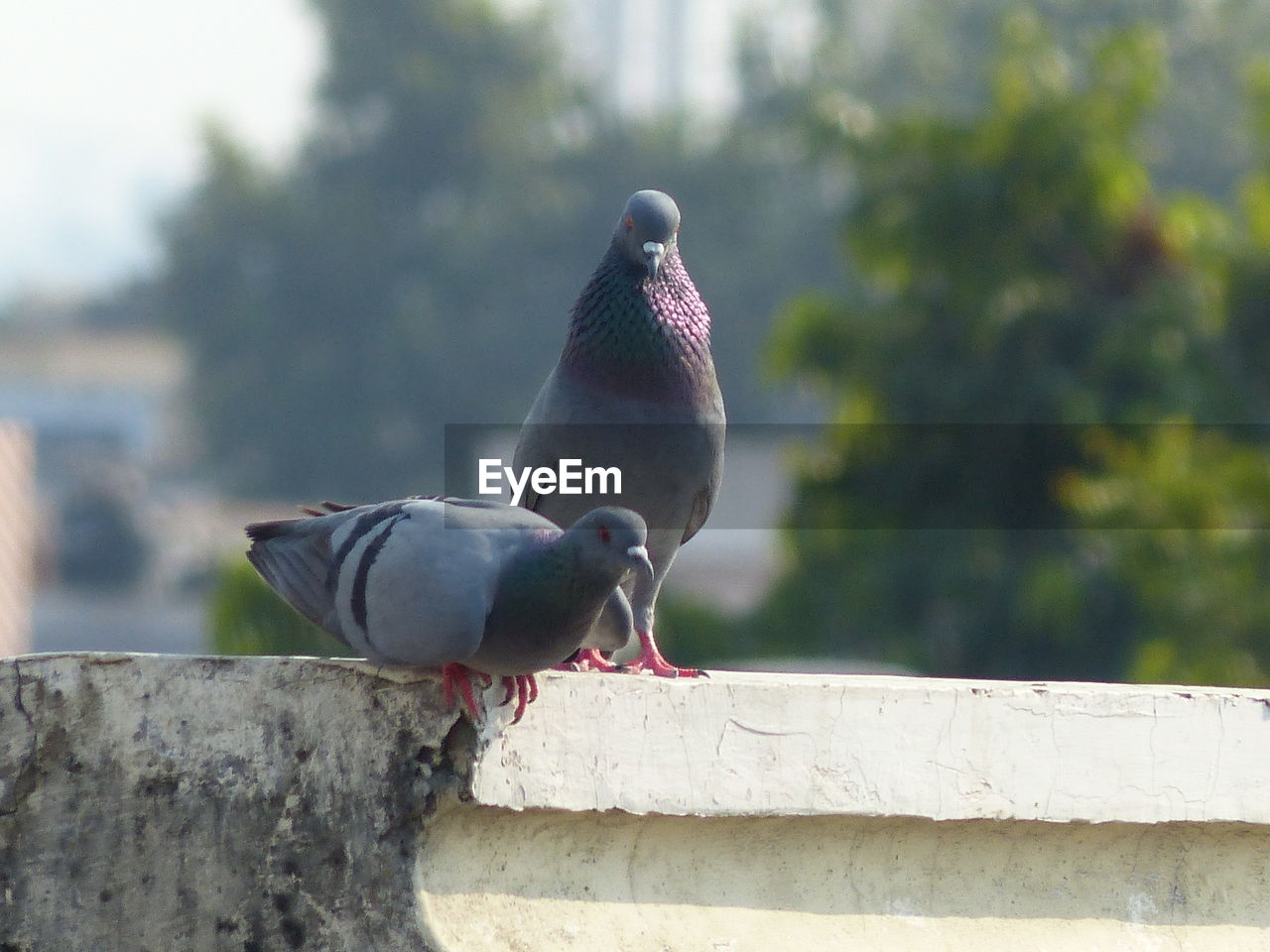 Pigeons perching on retaining wall