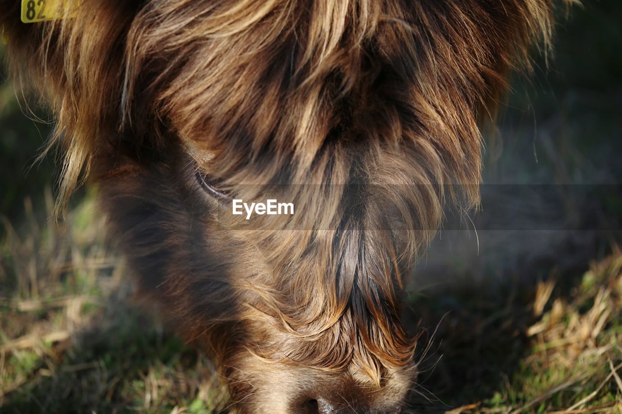 Close-up of a highland cattle 