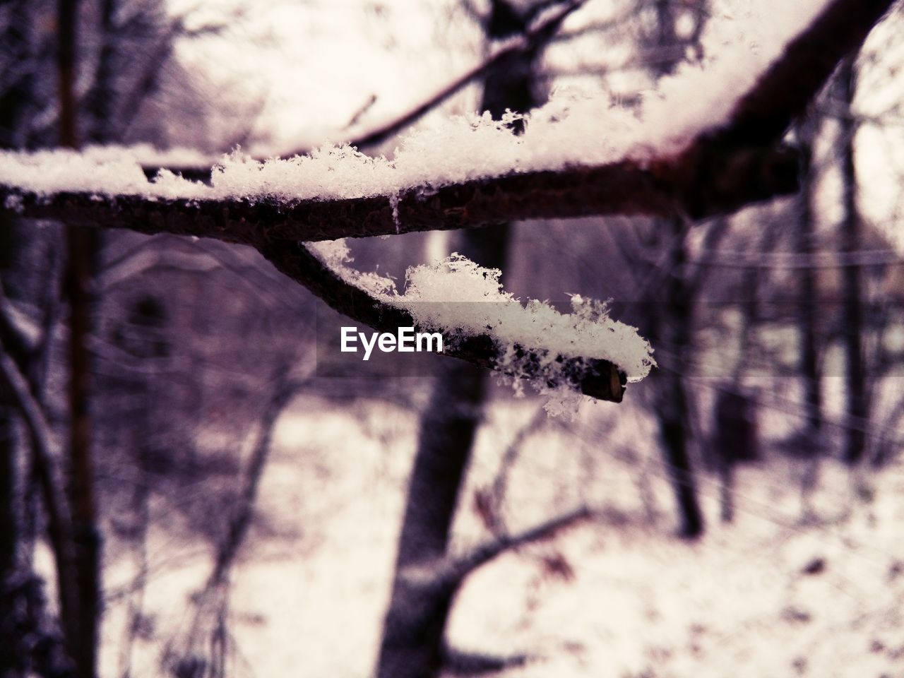 CLOSE-UP OF SNOW ON PLANT