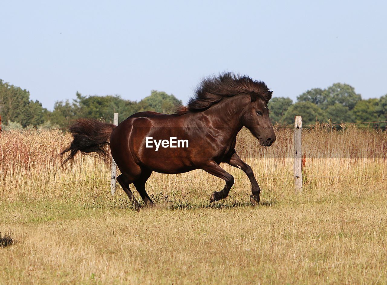 HORSE RUNNING IN THE FIELD