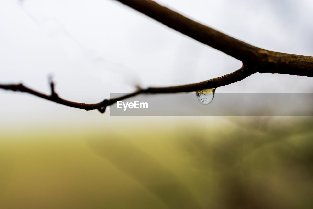 CLOSE-UP OF RAINDROPS ON TWIG AGAINST SKY