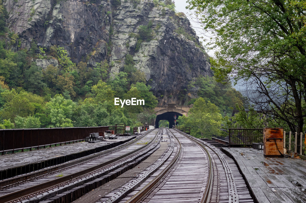 Railway tracks along trees and plants