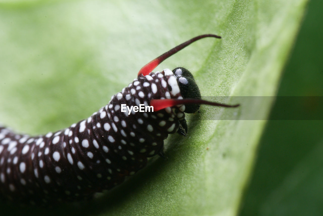 CLOSE-UP OF GRASSHOPPER