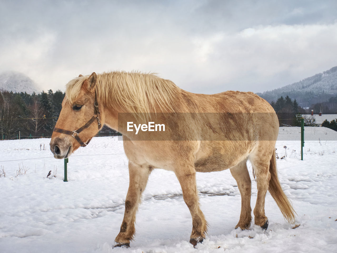 Well-fed light horse breed isabella rake frozen grass under the snow. snowy meadow in countryside.