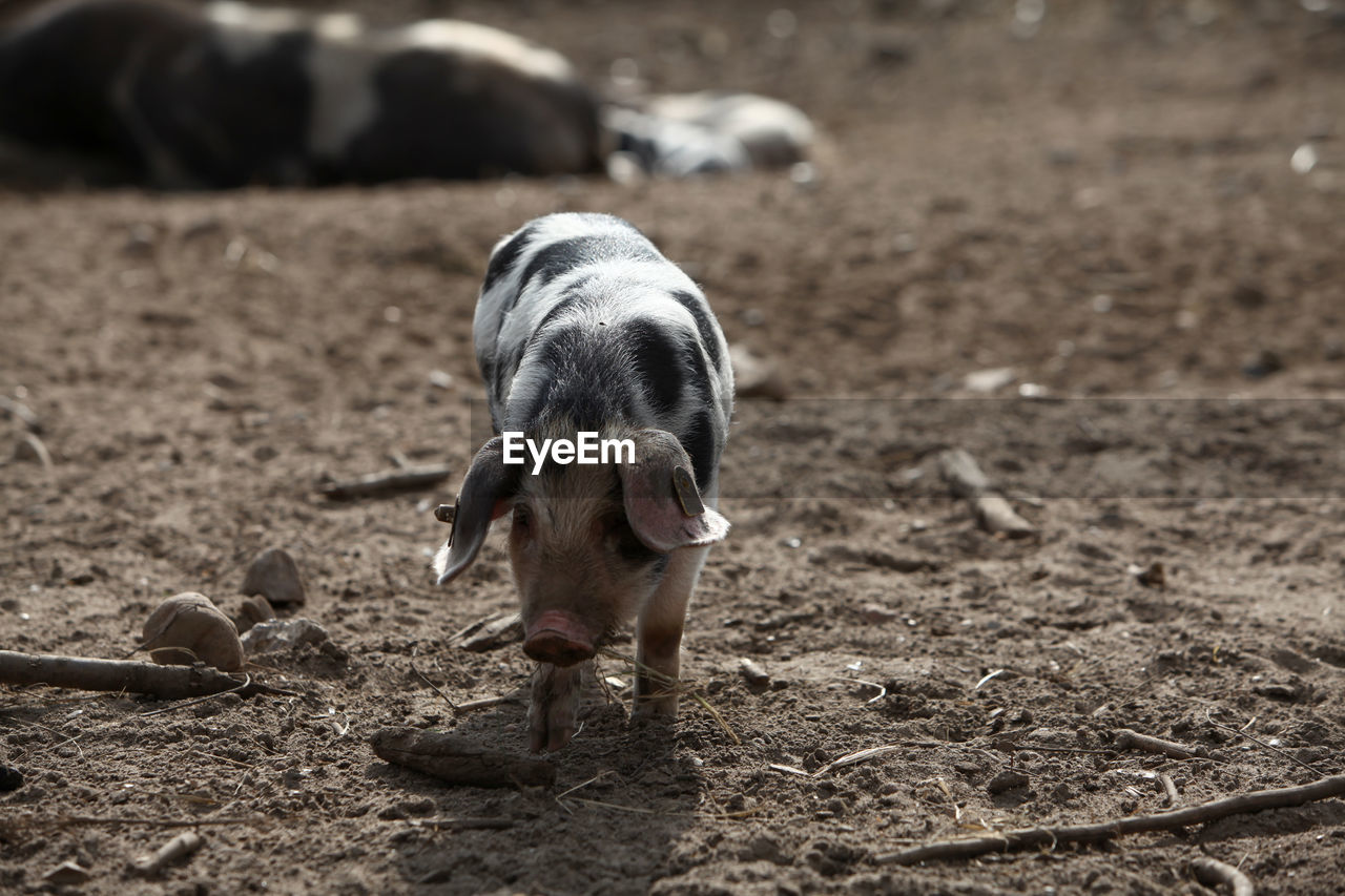 Piglet standing in a field