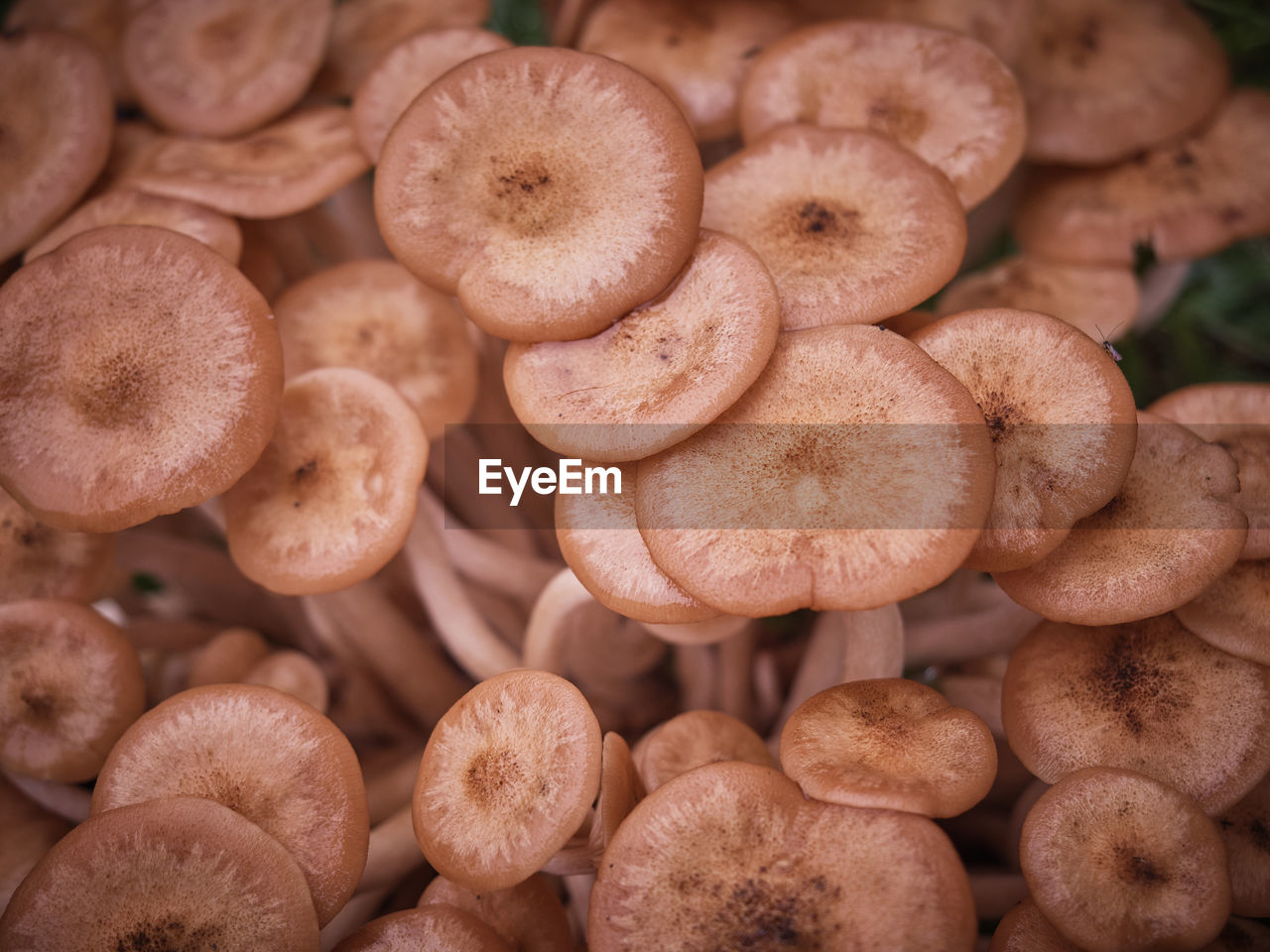 FULL FRAME SHOT OF MUSHROOMS AT MARKET