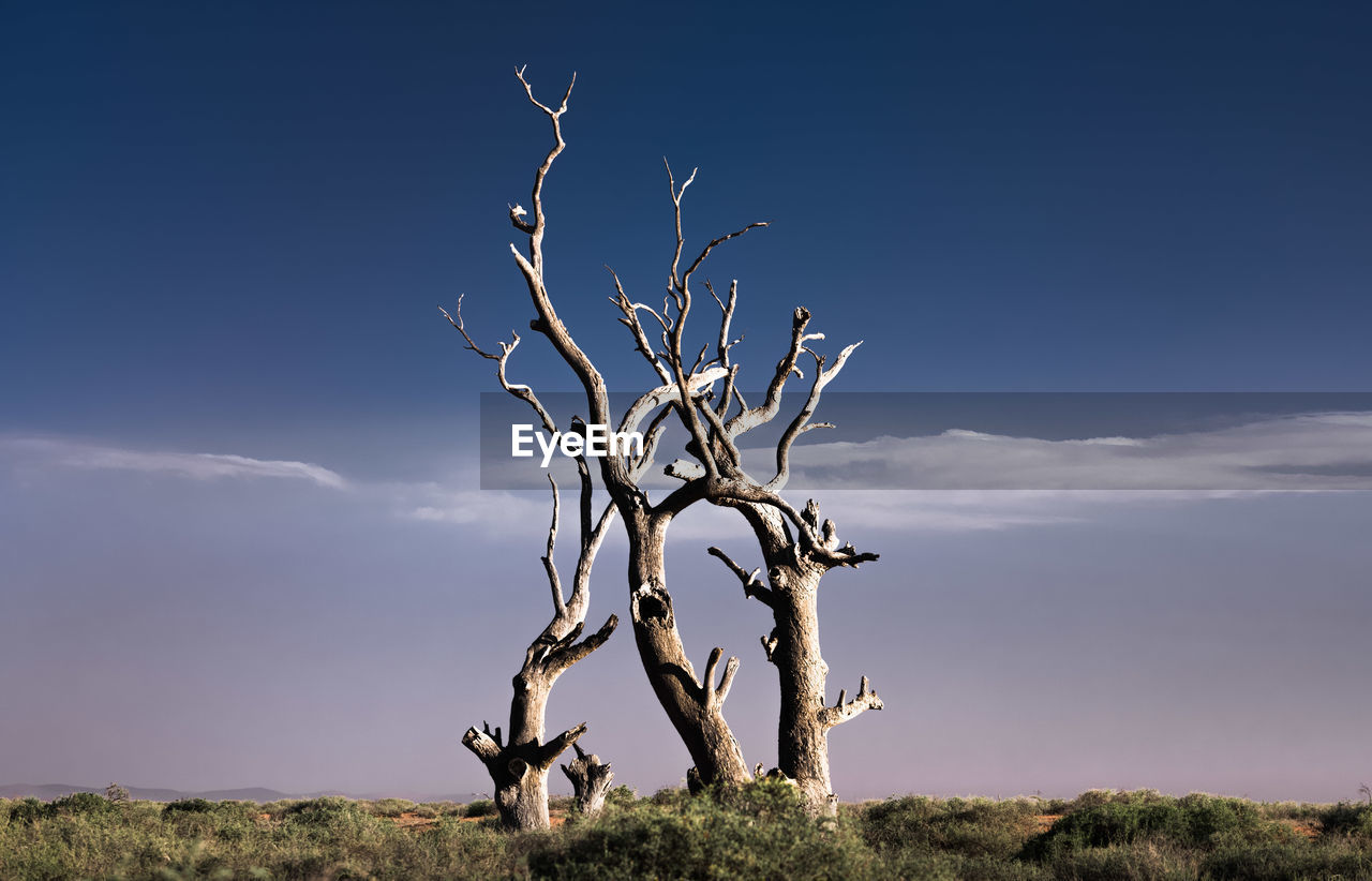 Bare tree on field against sky