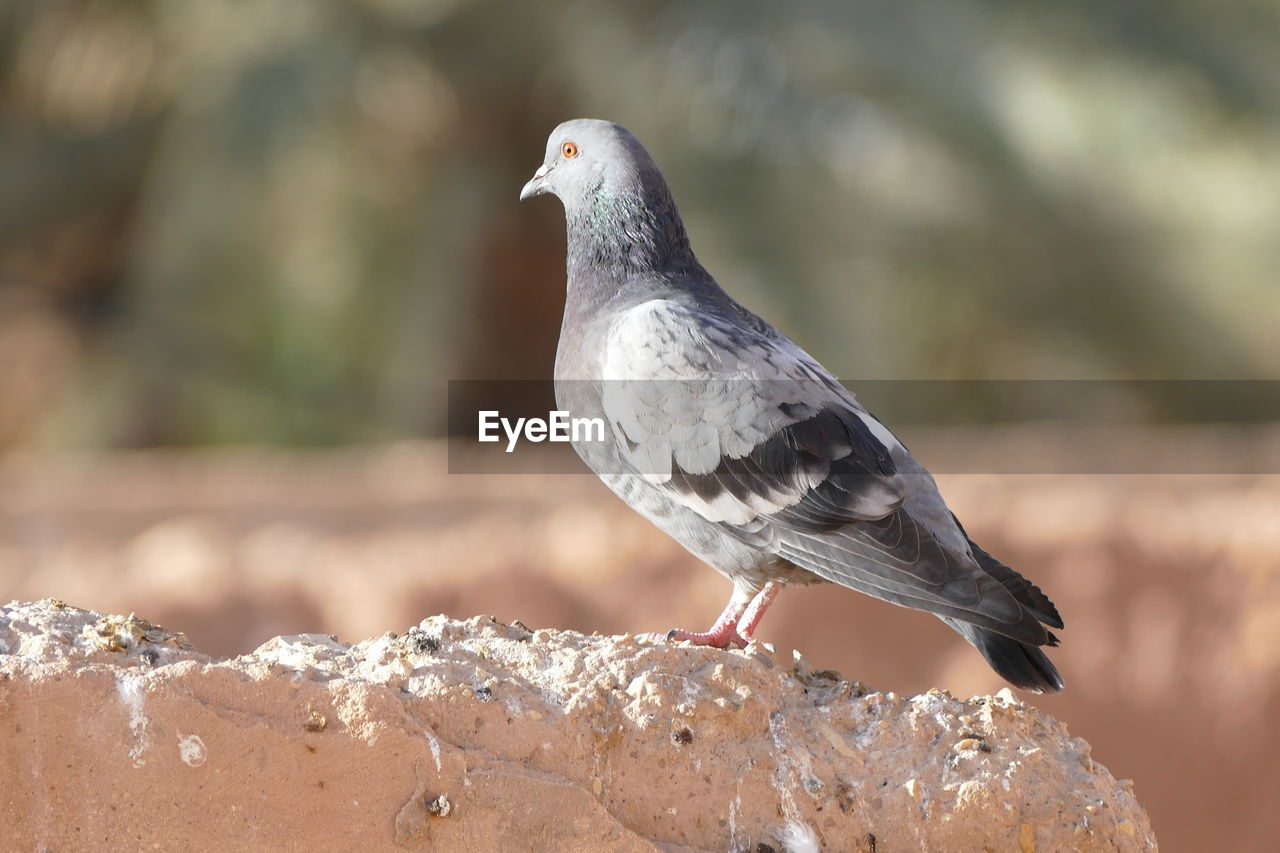 CLOSE-UP OF SEAGULL PERCHING ON WOOD