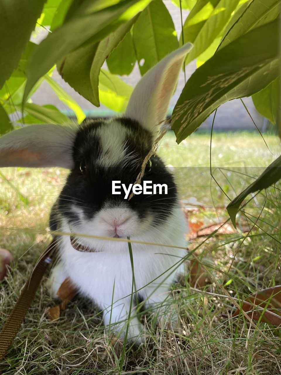 PORTRAIT OF A CAT ON GRASS