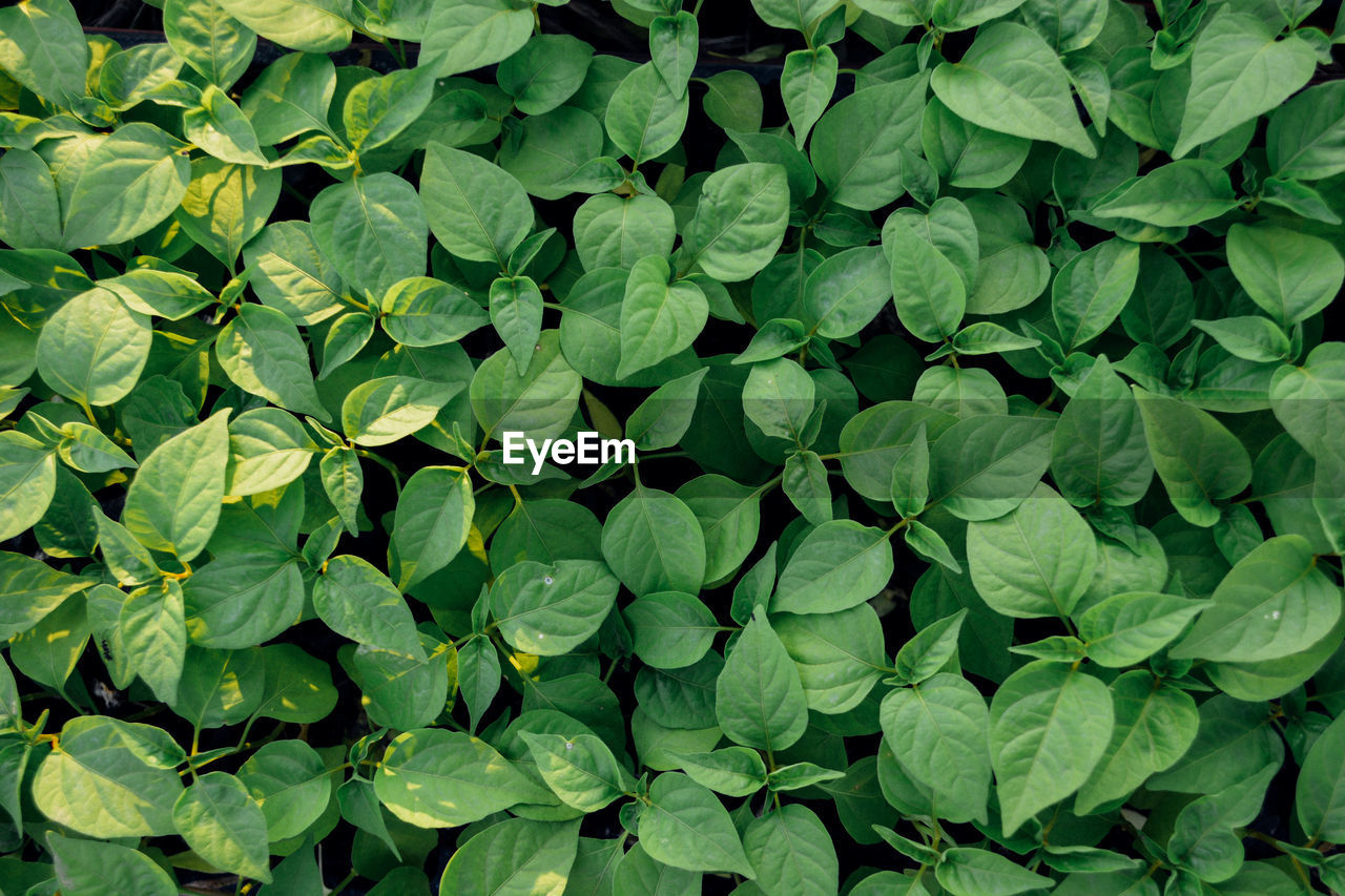 Full frame shot of leaves