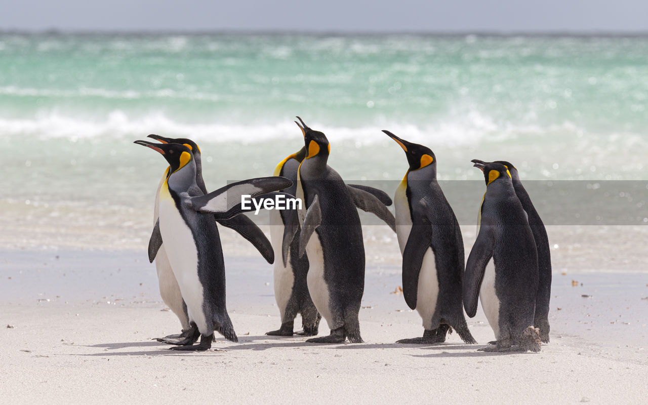 VIEW OF BIRDS ON SAND AT BEACH