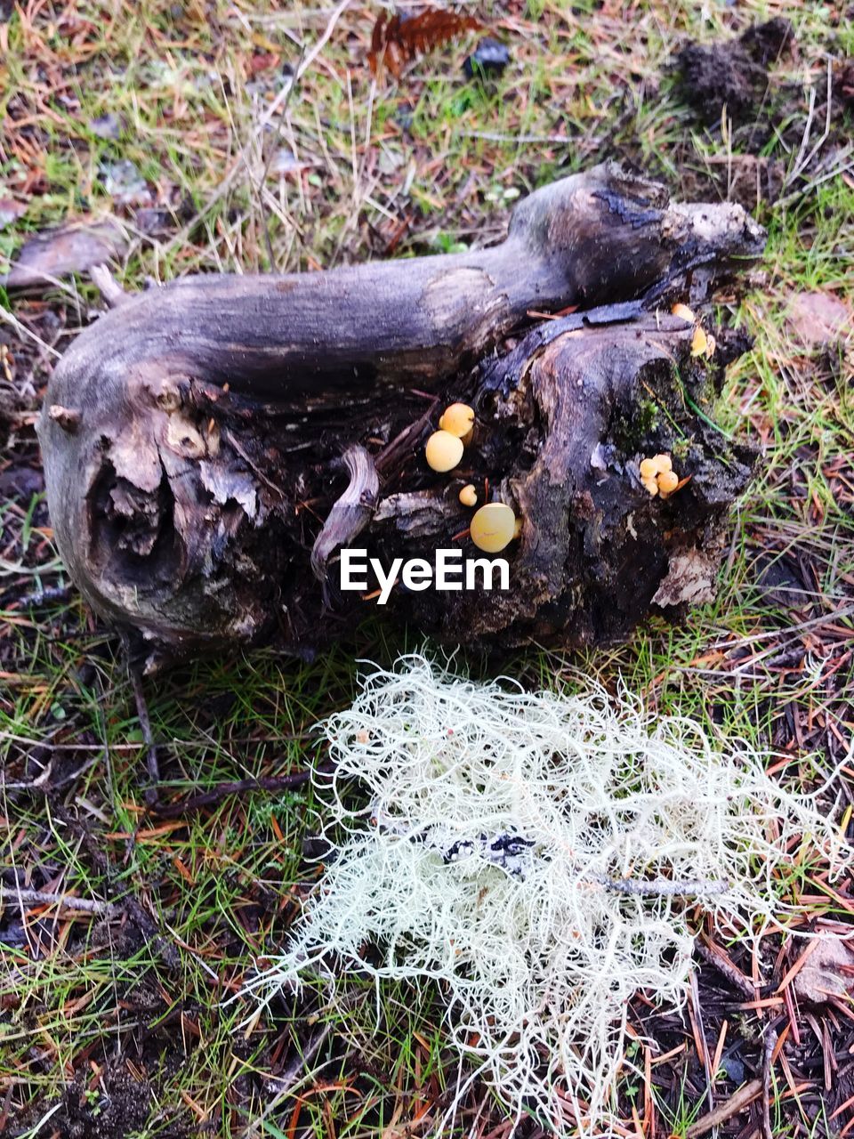 HIGH ANGLE VIEW OF MUSHROOMS GROWING ON FIELD