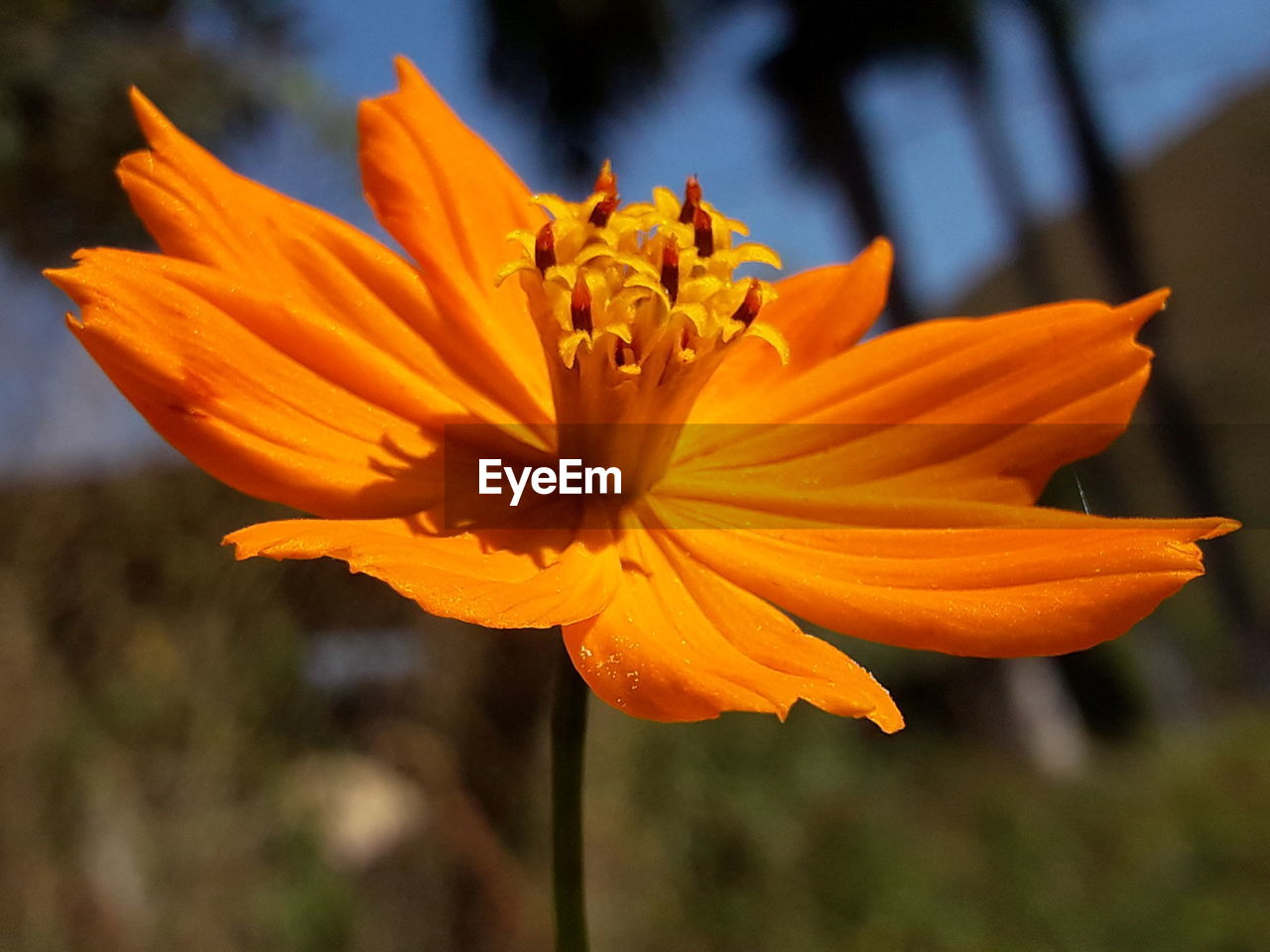 CLOSE-UP OF ORANGE FLOWER AGAINST YELLOW LEAF