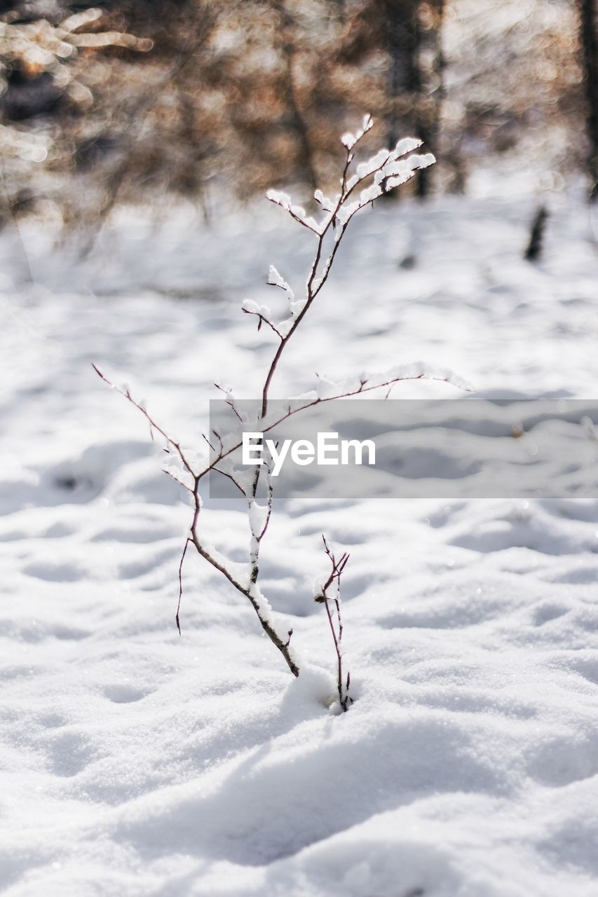 Close-up of bare plant on snow